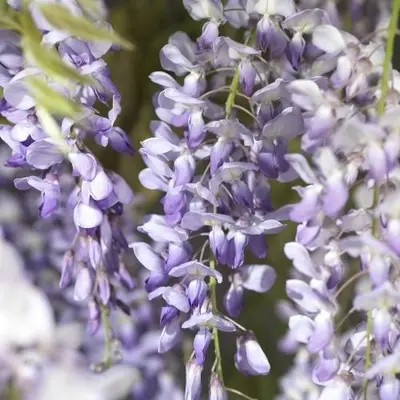 Wisteria sinensis (Blauwe regen) klimplant - afbeelding 3