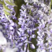 Wisteria sinensis (Blauwe regen) klimplant - afbeelding 3