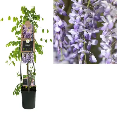 Wisteria 'sinensis' (Blauwe regen) klimplant - afbeelding 1