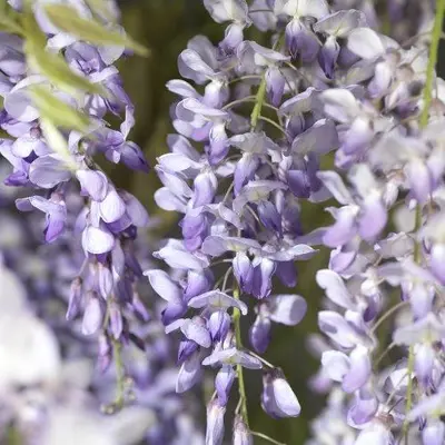 Wisteria 'sinensis' (Blauwe regen) klimplant - afbeelding 5