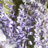 Wisteria 'sinensis' (Blauwe regen) klimplant - afbeelding 5