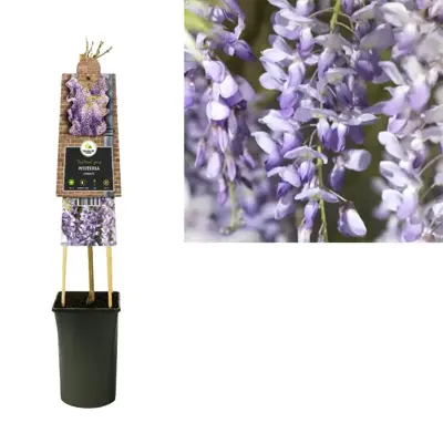 Wisteria sinensis (Blauwe regen) klimplant 75cm - afbeelding 2