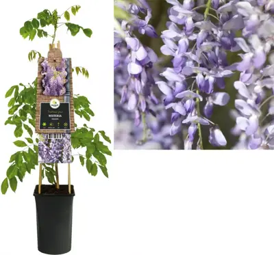 Wisteria sinensis (Blauwe regen) klimplant 75cm - afbeelding 1