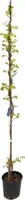 Wisteria sinensis blue 3m - afbeelding 1