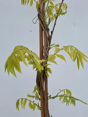 Wisteria sinensis blue 3m - afbeelding 3