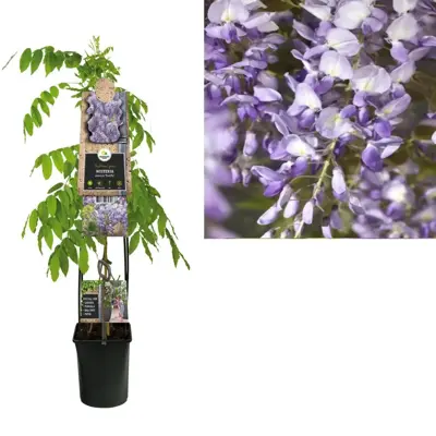 Wisteria sinensis 'Prolific' (Blauwe regen) klimplant 115cm - afbeelding 1