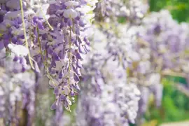Wisteria sinensis 'Prolific' (Blauwe regen) klimplant 115cm - afbeelding 6