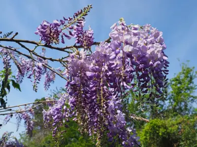 Wisteria sinensis 'Prolific' (Blauwe regen) klimplant 115cm - afbeelding 4