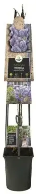 Wisteria sinensis 'Prolific' (Blauwe regen) klimplant 115cm - afbeelding 2