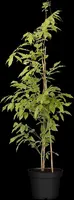 Wisteria sinensis 'Prolific' (Blauwe regen) klimplant - afbeelding 6