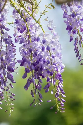 Wisteria sinensis 'Prolific' (Blauwe regen) klimplant - afbeelding 7