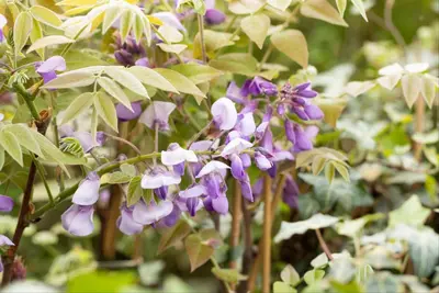 Wisteria sinensis 'Prolific' (Blauwe regen) klimplant - afbeelding 8