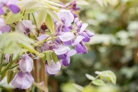 Wisteria sinensis 'Prolific' (Blauwe regen) klimplant - afbeelding 12