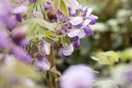 Wisteria sinensis 'Prolific' (Blauwe regen) klimplant - afbeelding 11