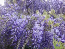Wisteria sinensis 'Prolific' (Blauwe regen) klimplant - afbeelding 7