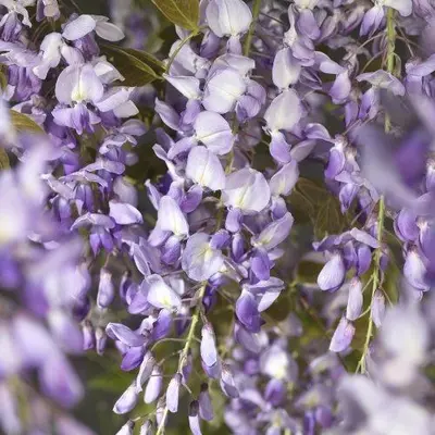 Wisteria sinensis 'Prolific' (Blauwe regen) klimplant - afbeelding 3