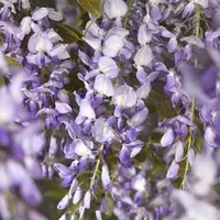 Wisteria sinensis 'Prolific' (Blauwe regen) klimplant - afbeelding 3