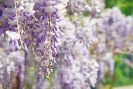 Wisteria sinensis 'Prolific' (Blauwe regen) klimplant 75cm - afbeelding 4