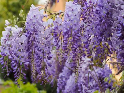 Wisteria sinensis 'Prolific' (Blauwe regen) klimplant 75cm - afbeelding 3