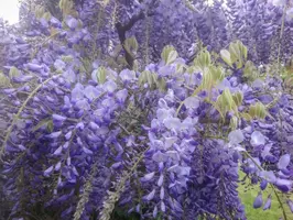Wisteria sinensis 'Prolific' (Blauwe regen) klimplant 75cm - afbeelding 5