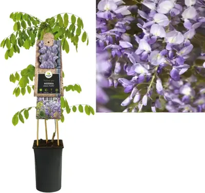 Wisteria sinensis 'Prolific' (Blauwe regen) klimplant 75cm - afbeelding 1