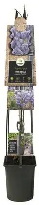 Wisteria sinensis 'Prolific' (Blauwe regen) klimplant - afbeelding 2