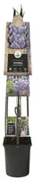 Wisteria sinensis 'Prolific' (Blauwe regen) klimplant - afbeelding 2
