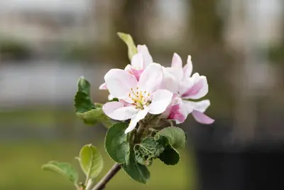 Wonder tree Malus domestica 'Ecolette' (Appel) 160cm - afbeelding 5
