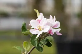 Wonder tree Malus domestica 'Ecolette' (Appel) 160cm - afbeelding 5