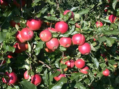 Wonder tree Malus domestica 'Ecolette' (Appel) 160cm - afbeelding 2