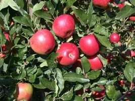 Wonder tree Malus domestica 'Ecolette' (Appel) 160cm - afbeelding 4