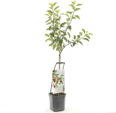 Wonder tree Malus domestica 'Ecolette' (Appel) 160cm - afbeelding 1