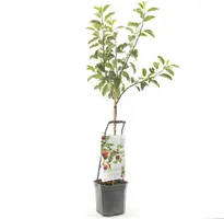 Wonder tree Malus domestica 'Ecolette' (Appel) 160cm - afbeelding 1