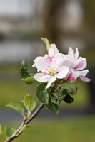 Wonder tree Malus domestica 'Ecolette' (Appel) 160cm - afbeelding 6
