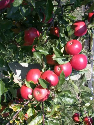 Wonder tree Malus domestica 'Ecolette' (Appel) 160cm - afbeelding 3