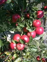 Wonder tree Malus domestica 'Ecolette' (Appel) 160cm - afbeelding 3