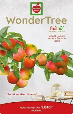 Wonder tree Malus domestica 'Elstar' (Appel) 160 cm - afbeelding 3