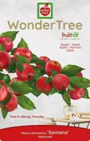 Wonder tree Malus domestica 'Santana' (Appel) 160cm - afbeelding 3