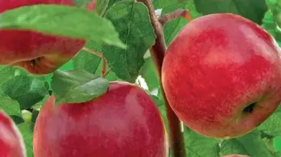Wonder tree Malus domestica 'Santana' (Appel) 160cm - afbeelding 4