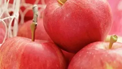 Wonder tree Malus domestica 'Topaz' (Appel) 160cm - afbeelding 4