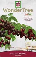 Wonder tree Prunus avium 'Lapins' (Kers) 160 cm - afbeelding 3