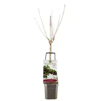 Wonder tree Prunus avium 'Lapins' (Kers) 160 cm - afbeelding 2