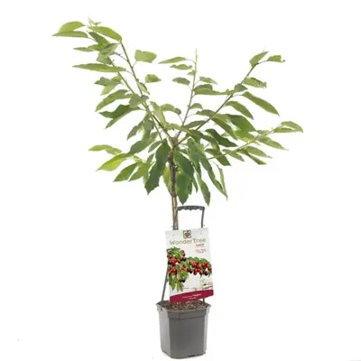 Wonder tree Prunus avium 'Regina' (Kers) 160 cm - afbeelding 1