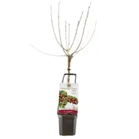 Wonder tree Prunus avium 'Regina' (Kers) 160 cm - afbeelding 2