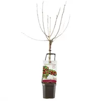 Wonder tree Prunus avium 'Regina' (Kers) 160 cm - afbeelding 2