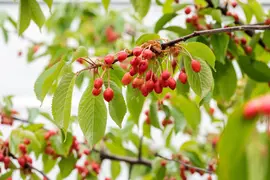 Wonder tree Prunus avium 'Regina' (Kers) 160 cm - afbeelding 64