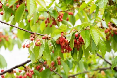 Wonder tree Prunus avium 'Regina' (Kers) 160 cm - afbeelding 66