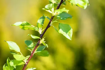 Wonder tree Prunus avium 'Regina' (Kers) 160 cm - afbeelding 68