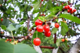 Wonder tree Prunus avium 'Regina' (Kers) 160 cm - afbeelding 5