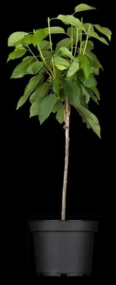 Wonder tree Prunus avium 'Regina' (Kers) 160 cm - afbeelding 6